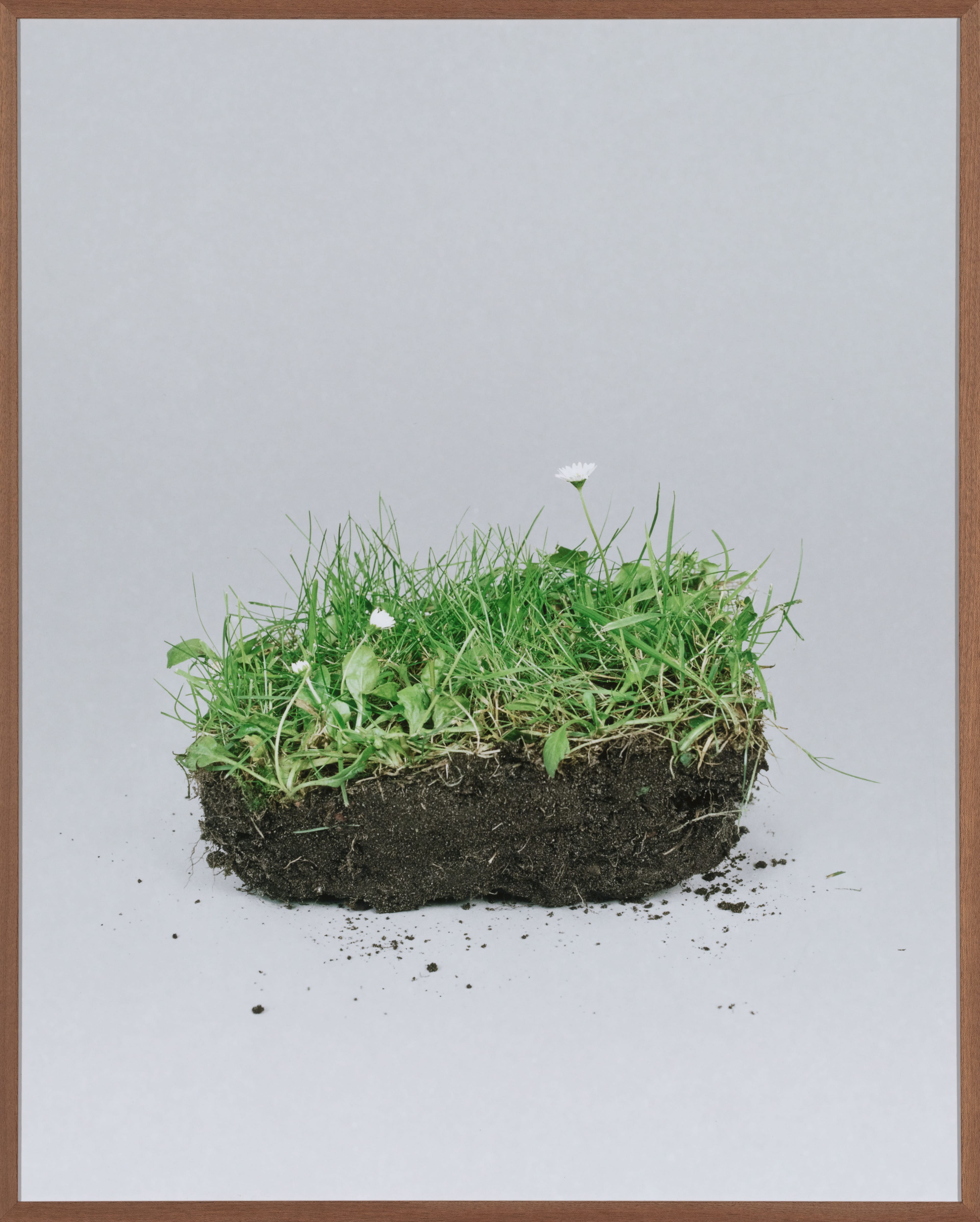 Een blok aarde met gras en bloemetjes erop en een witte achtergrond.